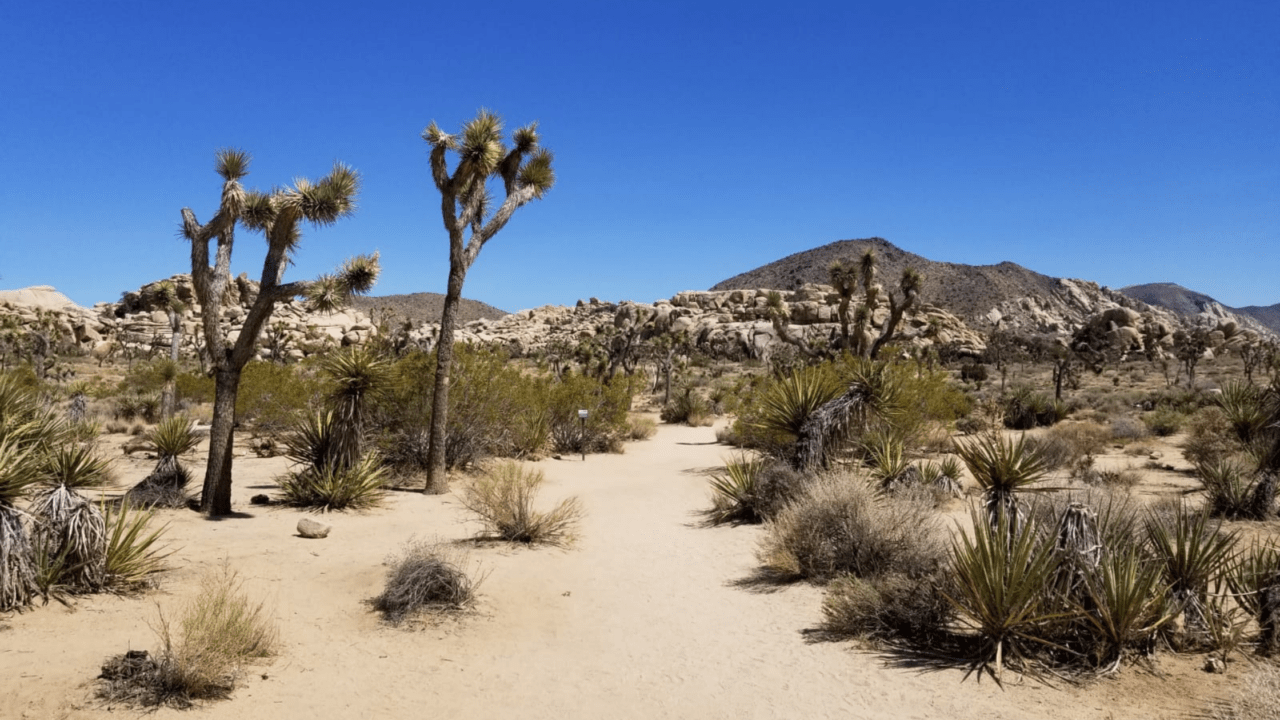 Aching for Travel and Joshua Tree Adventures